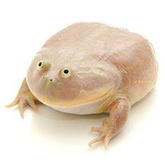 Wednesday Frog meme template